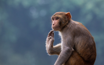Economic Forecast for 2016 – Monkey See, Monkey…?