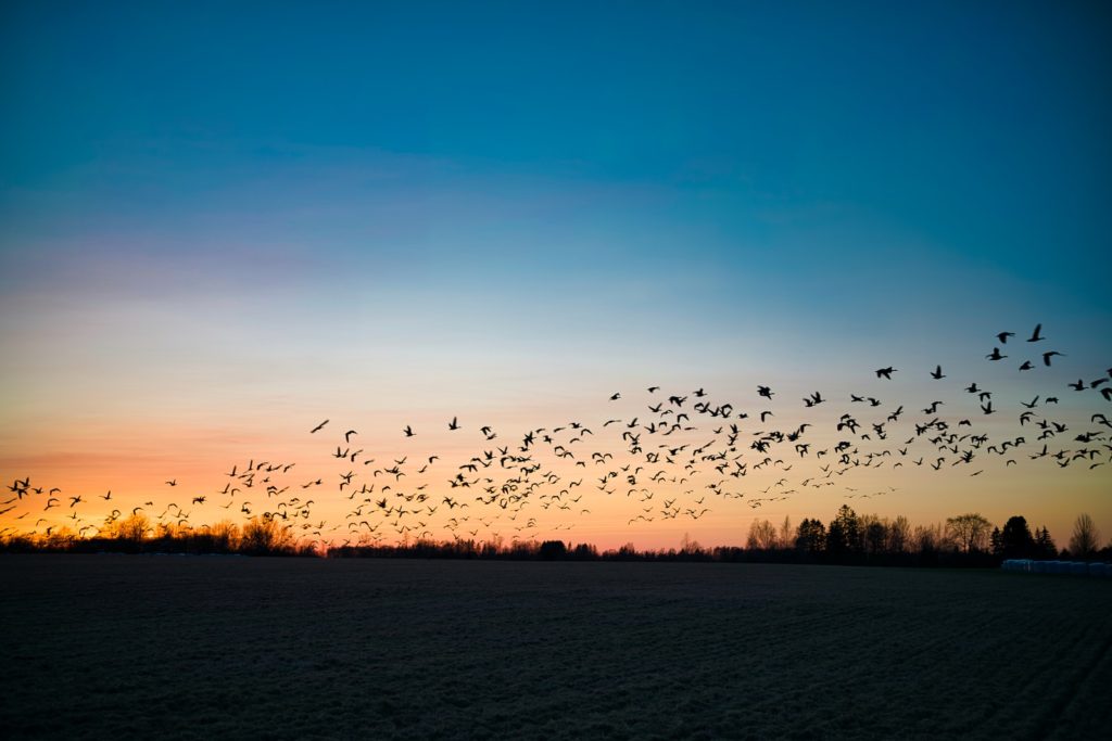 silhouette of flock of birds flying over the trees during sunset
